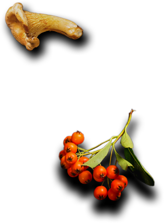 Viceroy